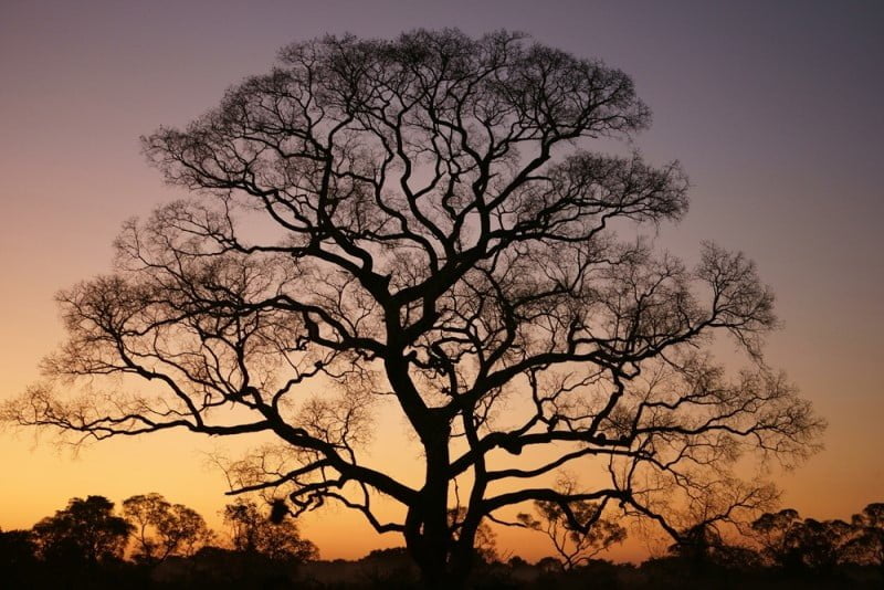 Giant tree in the sunset by ΓΕΩΡΓΙΟΠΟΥΛΟΣ έπιπλα κύρους